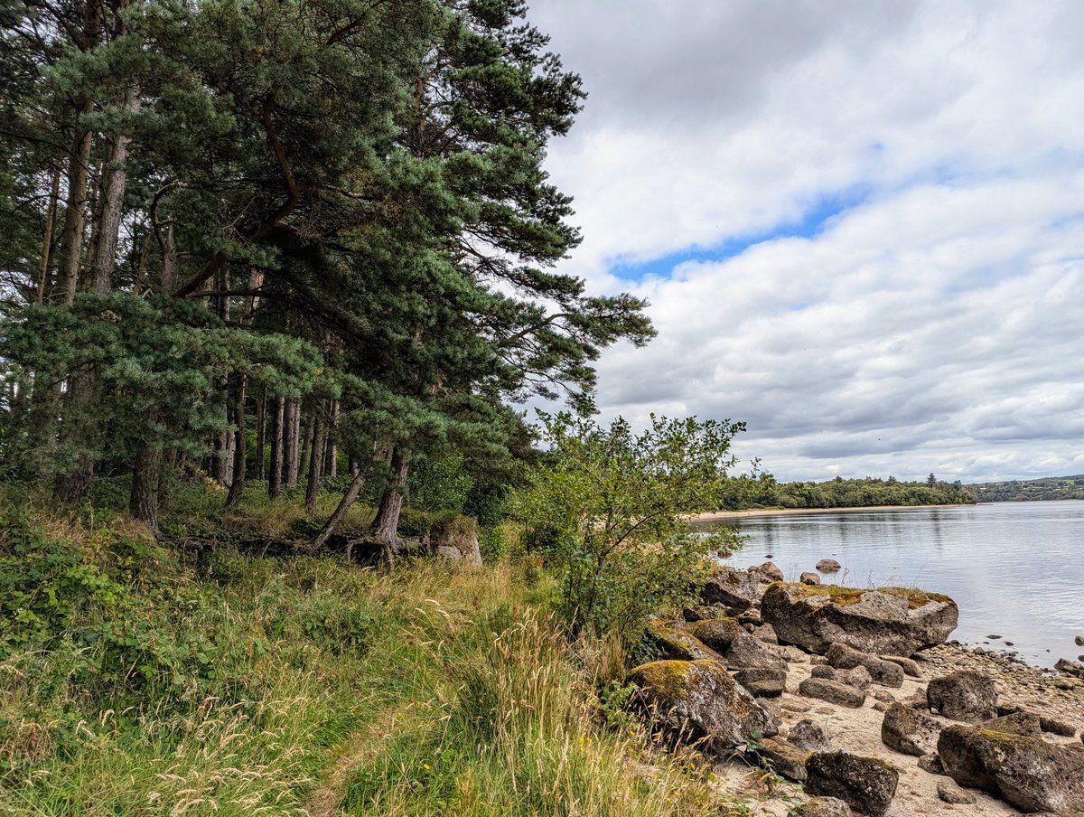 18-spot Ladybird (Myrrha octodecimguttata) tapped from Scots Pine along Blessington Lake at Valleymount, Wicklow last week. #LadybirdAtlas2025