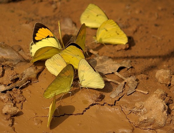 prernao2's tweet photo. Butterflies, mostly the male congregate and uptake the sodium and amino acids from the mud, dung, and urine of mammals or decaying flesh and then transferred to the female during mating. This behaviour is usually called as puddling. #Puddling #Butterflies #nature #wildlife #Insects