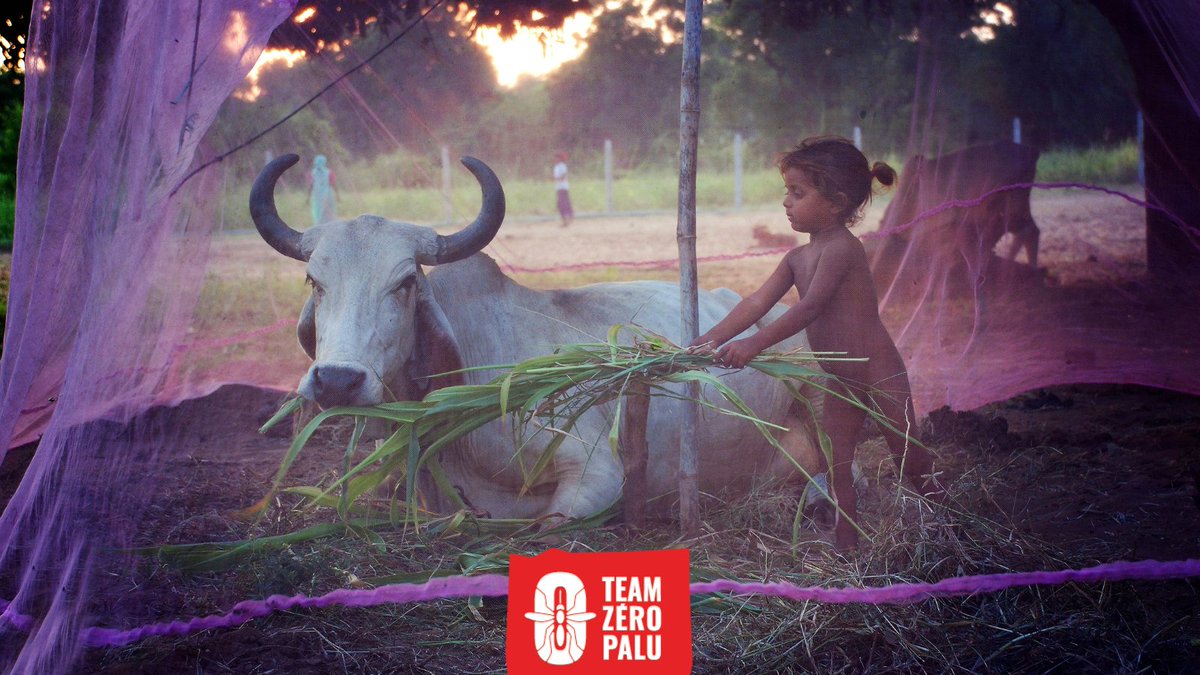 En 2022, l’Afrique comptait environ 94 % de tous les cas de paludisme et 95 % des ​décès. Les enfants de moins de 5 ans représentaient environ 78 % de tous les ​décès dus au paludisme en Afrique. 

#JournéeMondialeDuMoustique #Paludisme ​

📷 Dimpal Pancholi