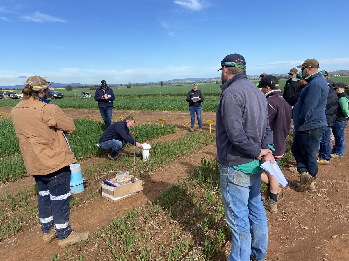 IPF LT NxP Glenelg NSW trial walk with NAS agronomists and growers demonstrating the NH3 traps and GHG flux measurement chambers. First set of GHG results showing reductions in N2O emissions with eNpower treated urea.