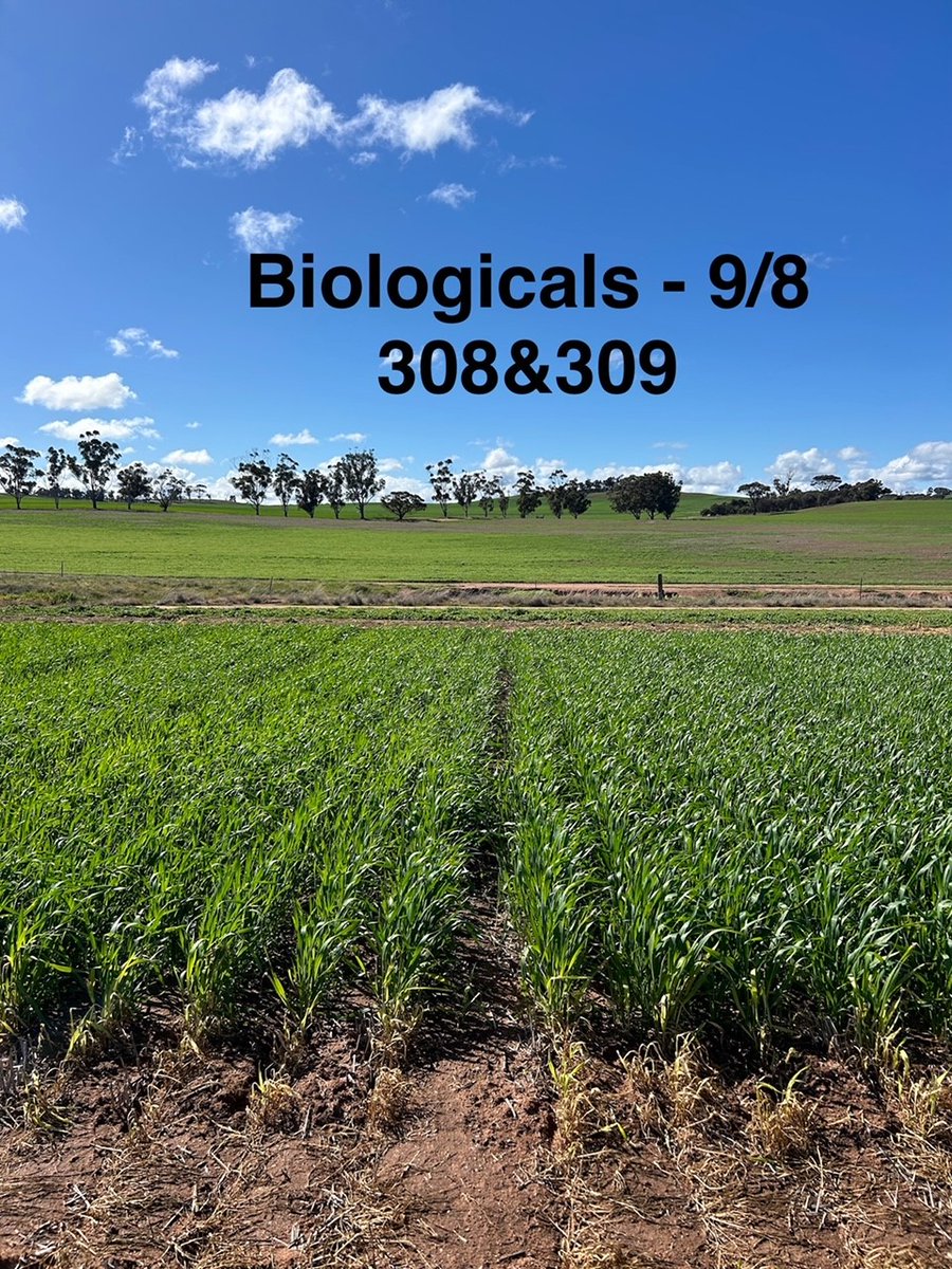 Everything is looking great for our Dumbleyung Field Day on Thursday, 22 August. Register now to attend Dumbleyung Field Day 2024 form.jotform.com/241631164352853