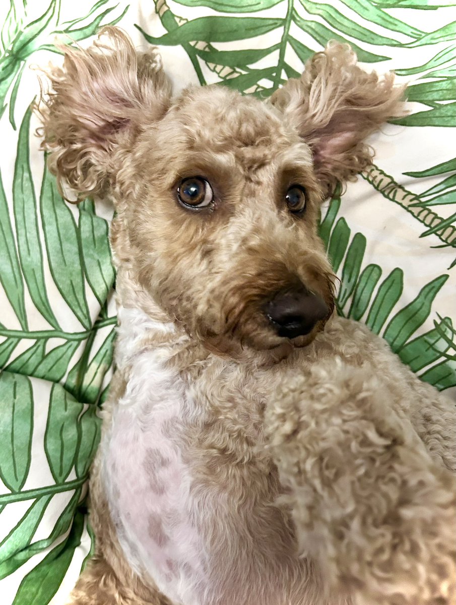 Book Monster Ally tweet media