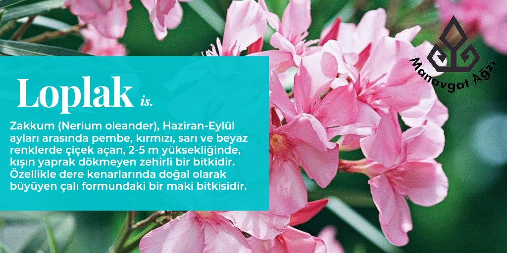 Manavgat Ağzı tweet media