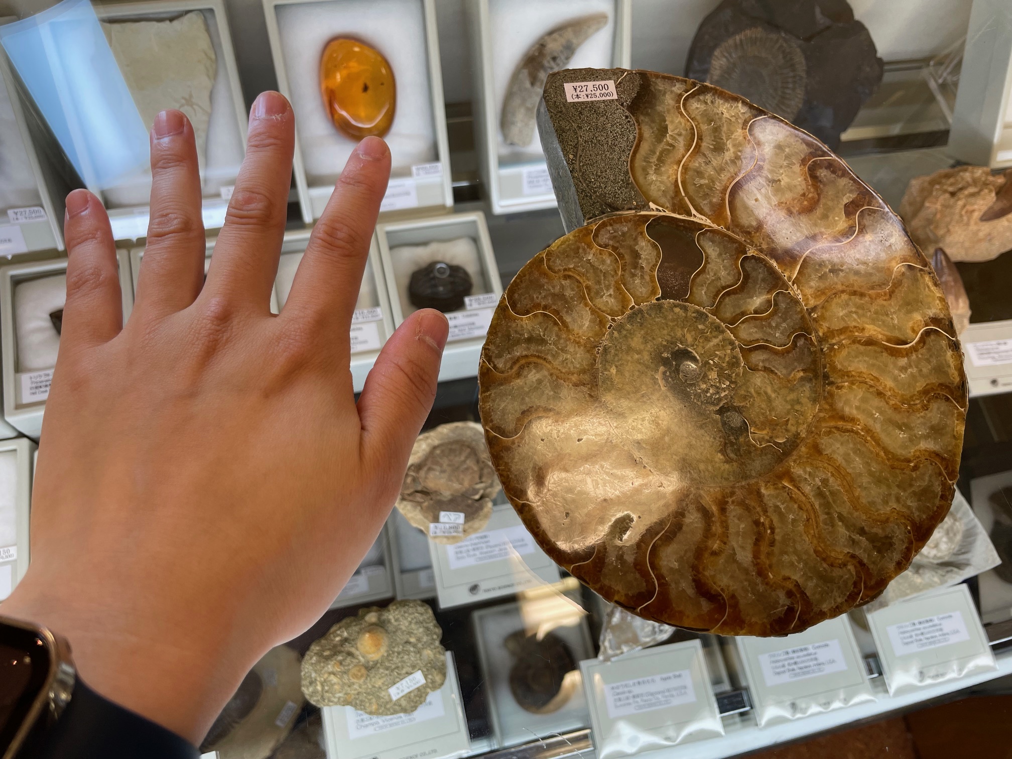 アンモナイト化石(超特大) アンモナイト化石(超特大)