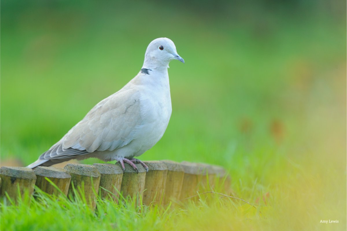 The Wildlife Trusts tweet media