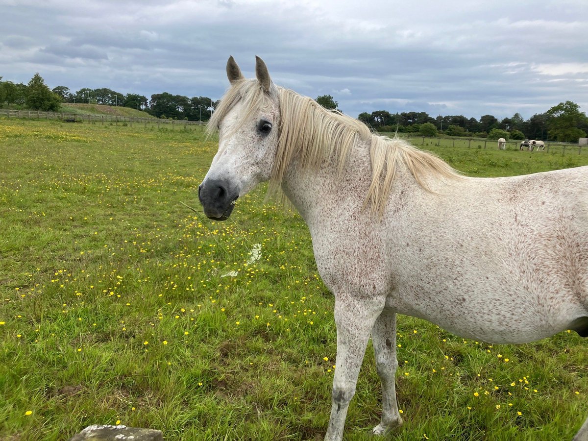 It's #TeachingHorseTuesday ! Meet Remmy, a new #teachinghorse who has not long joined us at <a href="/TheDickVet/">The Royal (Dick) School of Veterinary Studies</a> <a href="/EdinburghUni/">The University of Edinburgh</a> from <a href="/HorseCharity/">World Horse Welfare</a> #equinescience