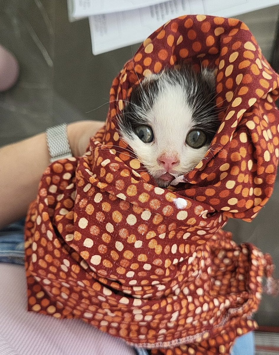 💞 FOSTERS Wanted : Nervous &amp; Scared Kittens and Cats

Help us socialise and handle kitties that haven't had the best start to life? ❤️‍🩹🐈

These cats and kittens are looking for a place to gain their trust in humans and touch. 

Apply 👉 tinyurl.com/ye27xtd5 

#Dublin