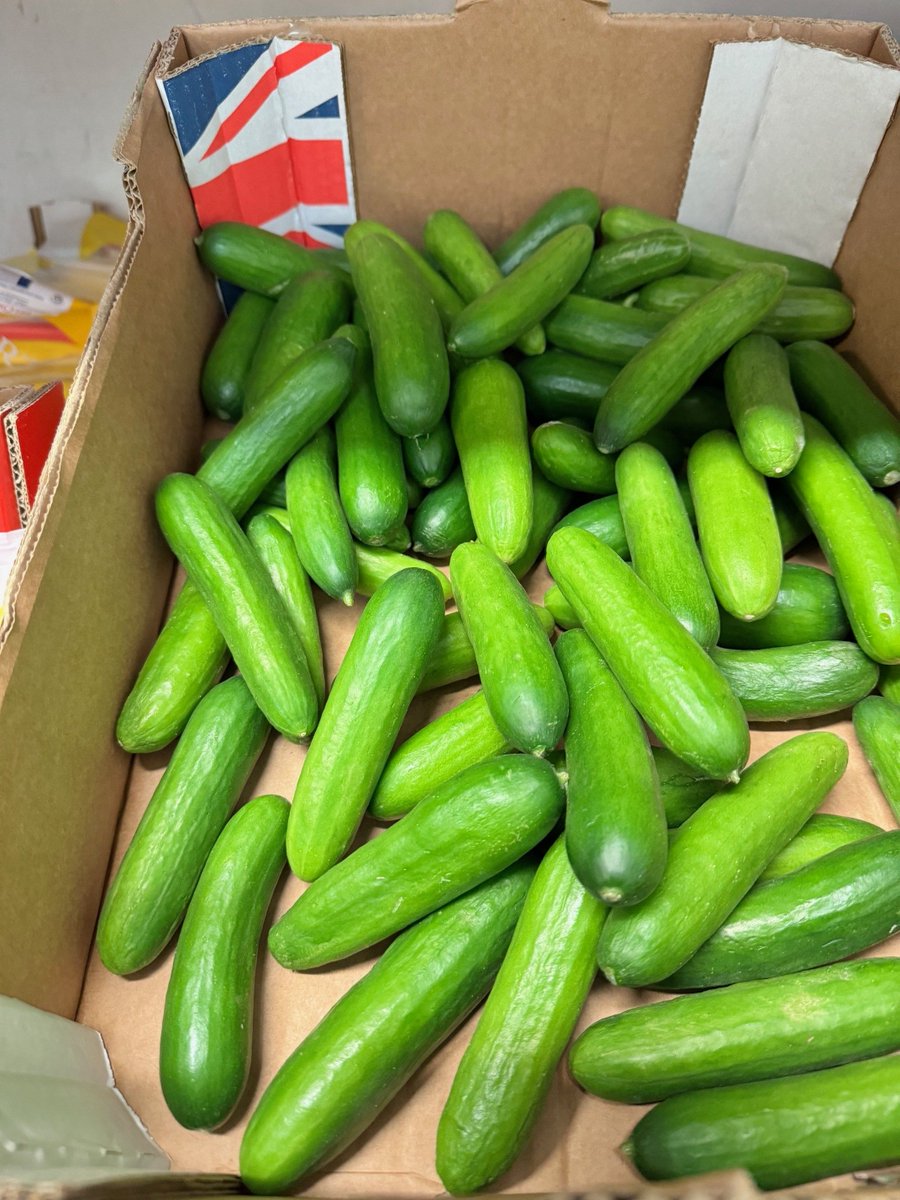 HeritageFFC's tweet image. Small but mighty! 🥒 These UK snacking cucumbers are the perfect crunch for salads, pickling, or a fresh garnish. Get yours from Heritage Fine Foods—call 01380 860968! #ChefHacks #CucumberCraze #yeschef