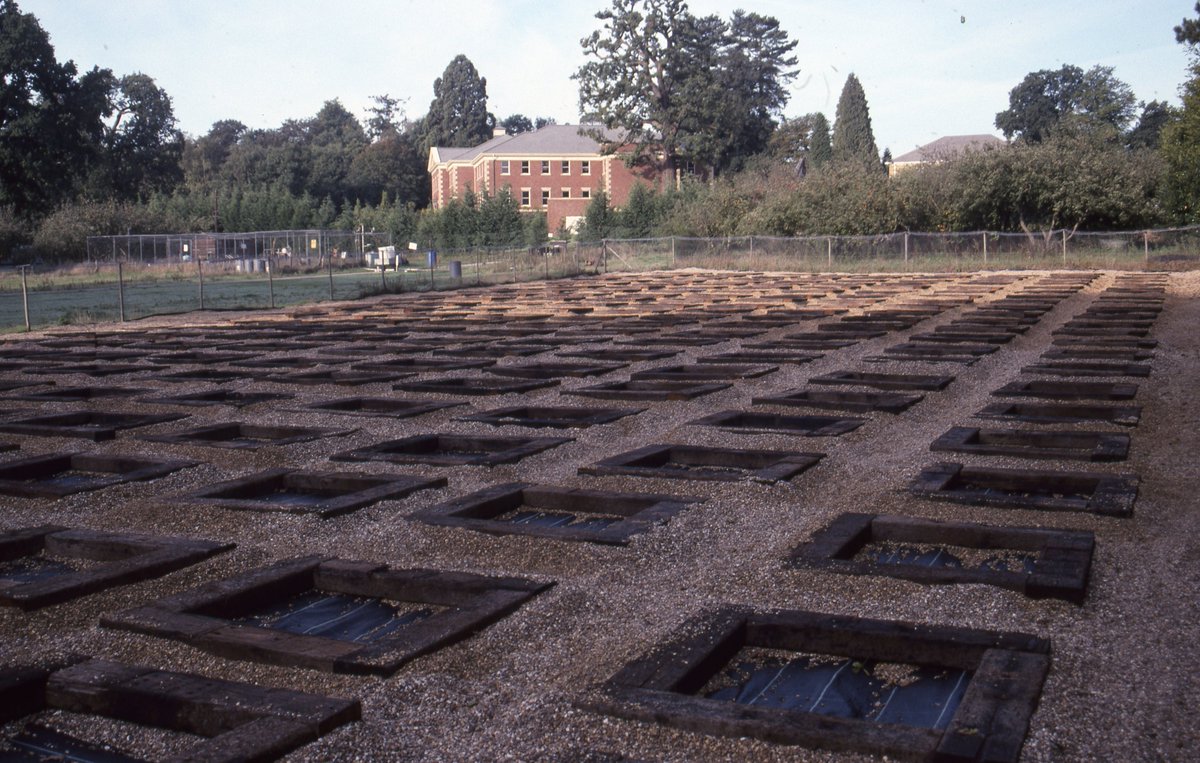 The wonders of ecological succession.  These 250 experimental raised beds (1.5x1.5m) were created in 1995 (below) and scrupulously weeded for the next 11 years, with every plant of every species counted and recorded. Weeding stopped at the end of 2006.