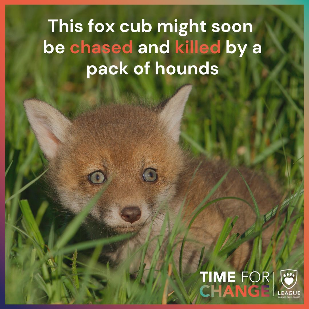 As cubbing season starts, fox cubs are in grave danger of being hunted down by packs of hounds. Despite the ban, this cruel practice remains a reality.  

Watch our video to understand more about this hidden horror  🎥 leagueacs.co.uk/yT3gv 

 #EndHunting #TimeForChange