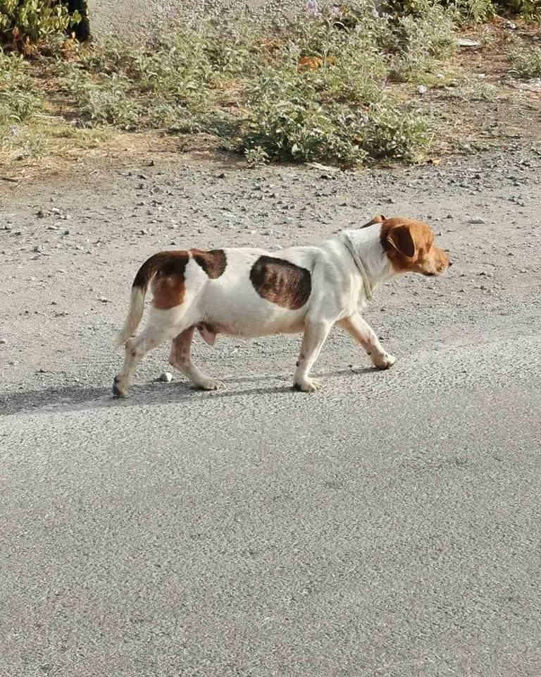 Λάρισα ‼️🆘‼️🆘‼️αρσενικό Τζακ Ράσελ με λουράκι αποπαρασιτωσης κυκλοφορεί κατά μήκους γηπέδου στο Μελισοχωρι. ΑΝΑΖΗΤΕΊΤΑΙ Ο ΚΗΔΕΜΟΝΑΣ ΤΟΥ ‼️‼️‼️‼️‼️‼️‼️‼️προσπάθησαν να το πιάσουν αλλά δεν τα κατάφεραν. Τηλ επικοινωνίας 6947821857
