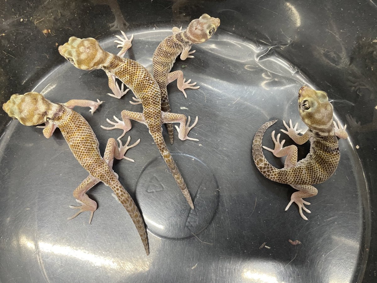 mecaさん (@418meca) / Posts / X