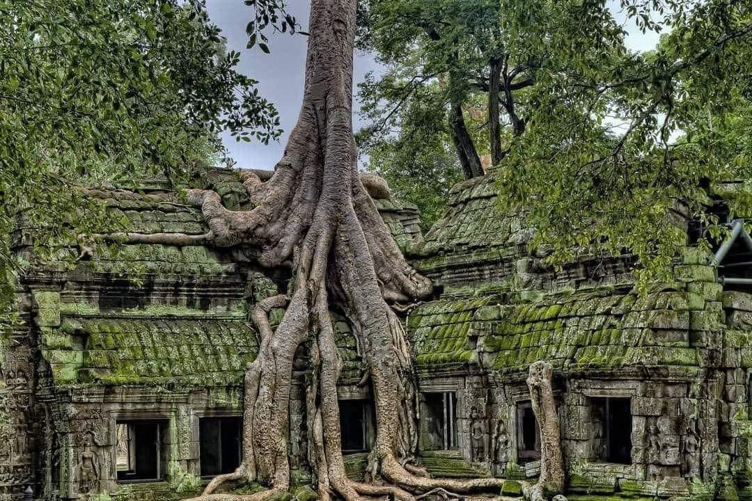 CngNguyn129276's tweet photo. The temple complex at Angkor, Siem Reap, Cambodia is the largest religious monument in the world, considered the pinnacle of Khmer architectural style. 🌿🌿🌿
#Cambodia #Treval #Around https://t.co/LoCdQZjpCu