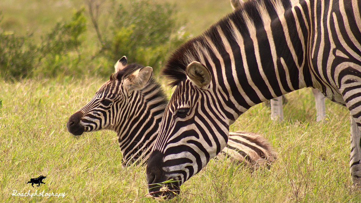We are family! ❤️
#roachphotography #zebra #foal #zebraphotography #family #wildearth #safariphotography #wildlife #wildlifephotography #nature #naturephotography #picoftheday #animals #wildanimals #wanderlust #blupebblestours
