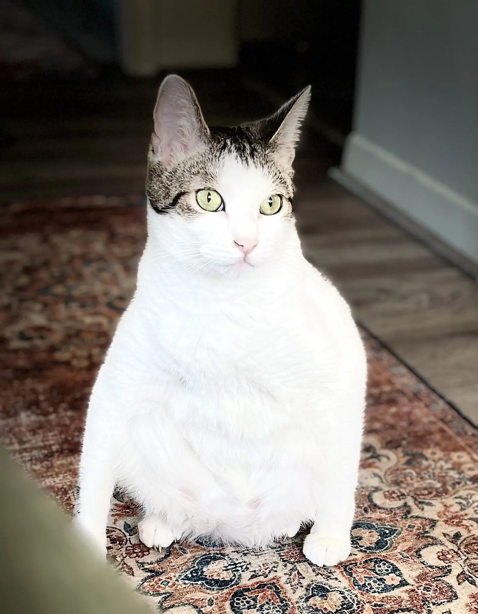 Tummy Rub Tuesday Week 498: Submit Your Cat Photos for a Chance to be Featured on Katzenworld: The post Tummy Rub Tuesday Week 498: Submit Your Cat Photos for a Chance to be Featured on Katzenworld appeared first on Katzenworld - Welcome… dlvr.it/TC7Zw3 via <a href="/kattavinir/">kattavinir</a>