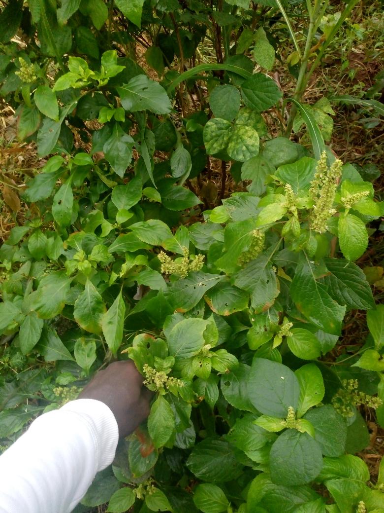 djfingerdvm's tweet photo. As the Theme of this Year No Gree For Anybody!

As Hospital bills much and I need to Treat Malaria the Best solution is to go herb 🌿 way!

#ENGRDJFINGER https://t.co/Tyj3GPwW1Y