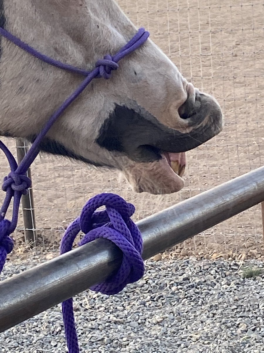 pony4precious's tweet photo. 🏜️ Adventure in the Old West! Delve into cowboy lifestyles and desert secrets with every captivating chapter of Cowboy Mike's tales! #AdventureSeekers #LearnThroughReading #Childrenbooks #Kidbooks #Book
Amazon https://t.co/uA29ktowKd  and Barnes and Noble. https://t.co/bE3QPyEVlT https://t.co/7txC57xIXG