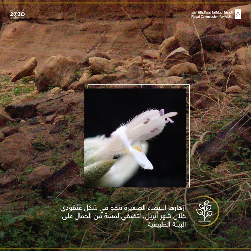 RCU_SA's tweet photo. تطويرًا للقطاع الزراعي ودعمًا لاقتصاد #العلا، تلتزم @RCU_SA بحماية #نباتات_العلا، ومنها نبات "الزعتر البري"، الذي يُستخدم في الحياة اليومية لأغراض بيئية وطبية متعددة.