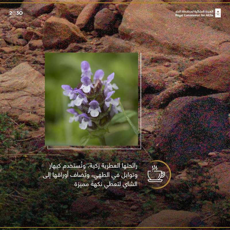 RCU_SA's tweet photo. تطويرًا للقطاع الزراعي ودعمًا لاقتصاد #العلا، تلتزم @RCU_SA بحماية #نباتات_العلا، ومنها نبات "الزعتر البري"، الذي يُستخدم في الحياة اليومية لأغراض بيئية وطبية متعددة.