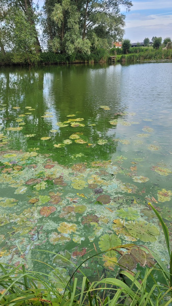 Wie kan ons helpen? Wat is er met deze #kolk aan de hand? Vreemde kleuren op het blad, is het natuurlijk of iets chemisch? Kennis en advies is welkom!