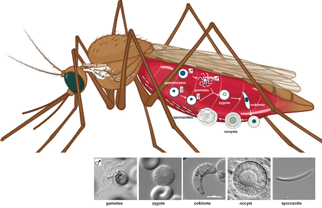 Uni of Nottingham Press Office (@uonpressoffice) on Twitter photo On World Mosquito Day 2024 - @Ritatewari and her lab team <a href="/UoNLifeSci/">UoN Life Sciences</a> talk about why mosquitos pose more of a risk to the UK than we think, and why it is important that we find a way to prevent and control diseases spread by mosquitos #WorldMosquitoDay
ow.ly/2WVg50T1kOn On World Mosquito Day 2024 - @Ritatewari and her lab team <a href="/UoNLifeSci/">UoN Life Sciences</a> talk about why mosquitos pose more of a risk to the UK than we think, and why it is important that we find a way to prevent and control diseases spread by mosquitos #WorldMosquitoDay
ow.ly/2WVg50T1kOn