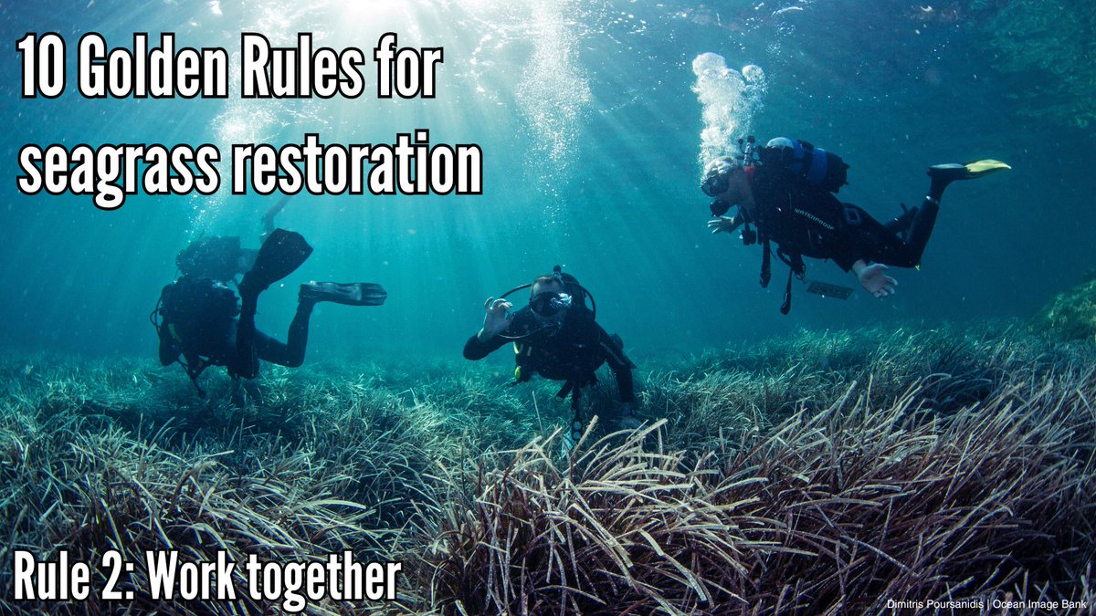 ProjectSeagrass's tweet image. In a new article, Project Seagrass and @SwanseaUni outline the importance of working collaboratively and bringing people together to co-design #restoration projects to enhance the social capital of resulting #habitats.

Read more @plantspplplanet 👉  ow.ly/5aw650SVGuQ