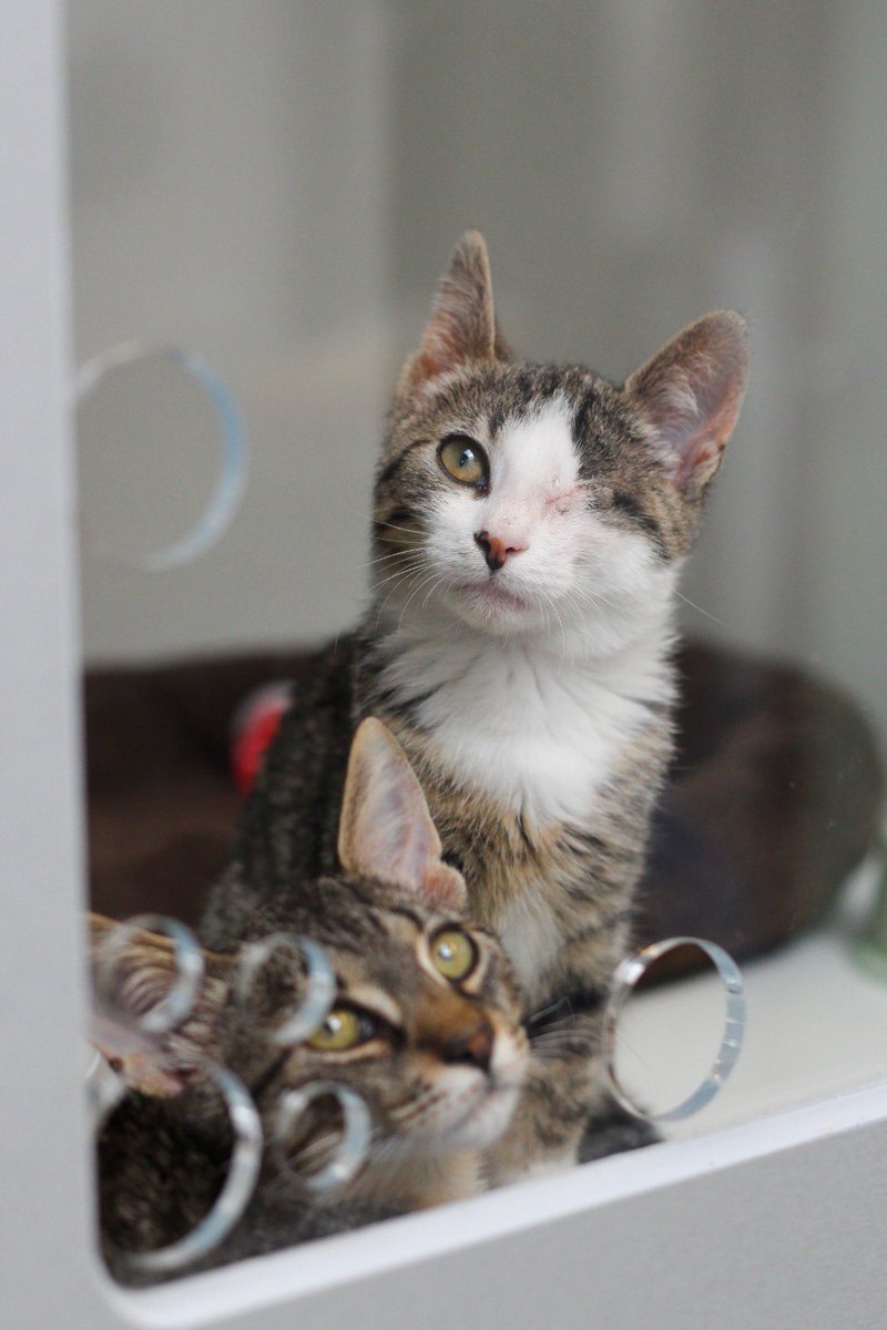 SAZ_katten's tweet photo. We laten graag nog één keer zien hoe het gaat met het krijsende kleintje uit de struiken. Met nog 1 oogje, maar gezonder en blijer dan ooit.
Cleo’s verhaal lees je hieronder!
#update #kitten #eindgoedalgoed https://t.co/515yQvzohW