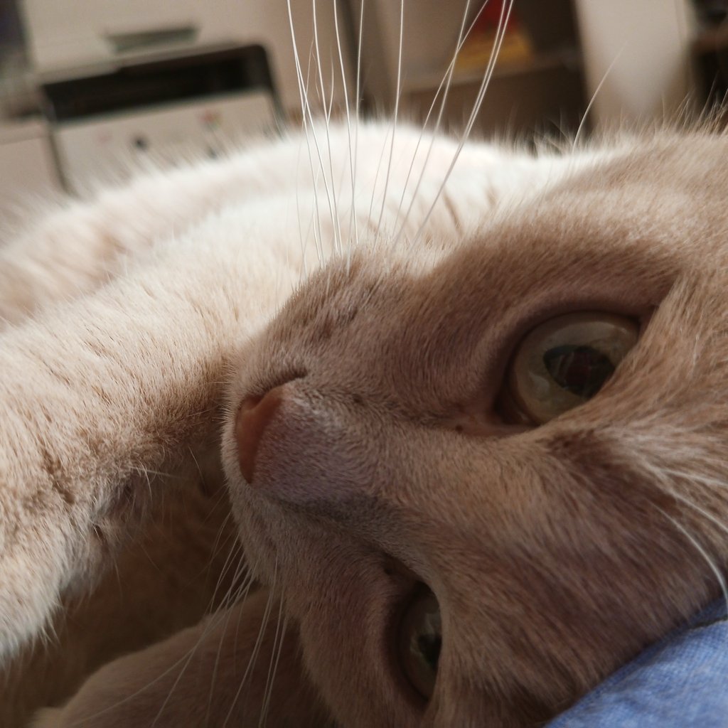 maltysel 🐈🐈‍⬛ tweet media