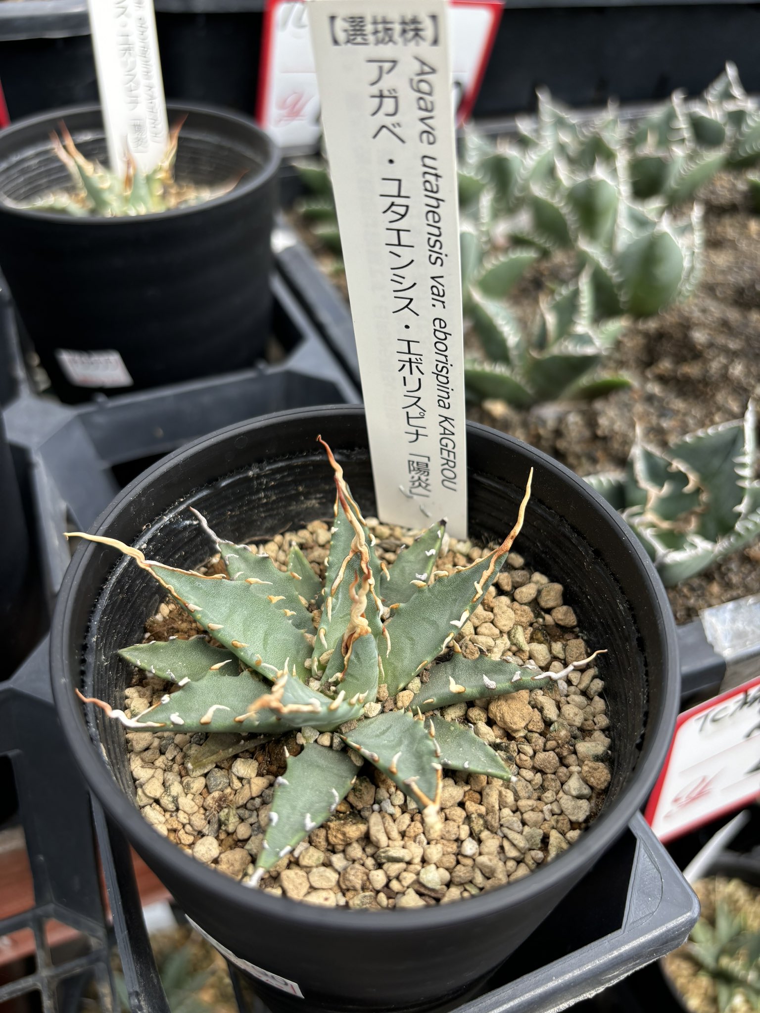 アガベ オテロイ Agave . A FO-076 fo oteroi titanota チタノタ