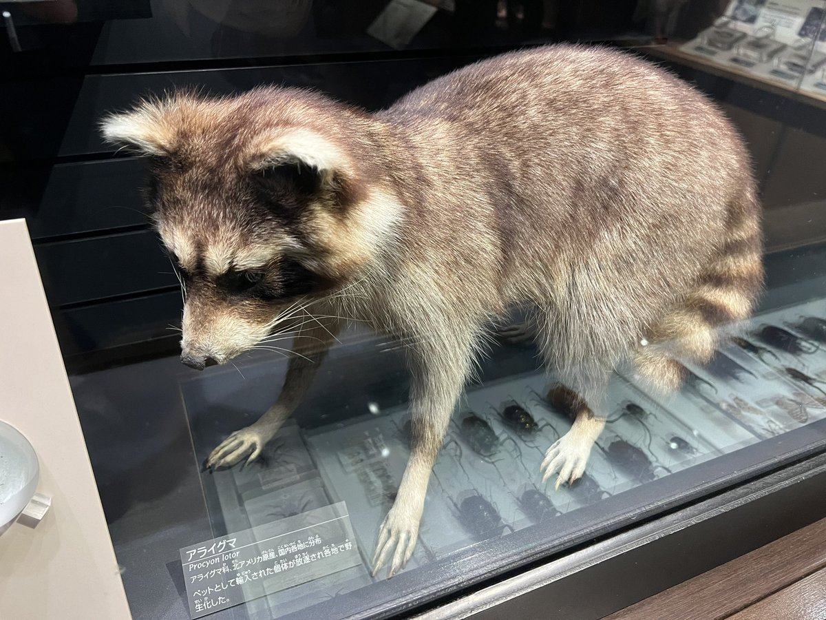 高品質！アメリカ産 アライグマ（ラクーン）頭骨（大） 高品質