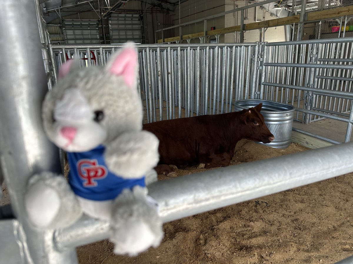 GPISD1's tweet image. Our “Wondering Wildcat” had his thinking cap on as he wandered through the Dr. Paul Clore CTE Training Center! There’s so much innovation and connection happening all over G-PISD, he’s sure to keep exploring … wonder where he’ll go next … ❤️💙 #goGPwildcats