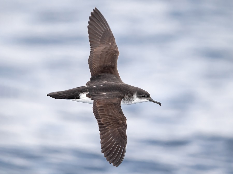 "Manx Shearwaters make complex decisions about where to forage based on wind conditions"

Stephanie Harris @Steph_MHarris  reveals how these seabirds balance wind efficiency and known feeding grounds in their foraging strategies. 

#CoimbraSeabirds 🍃