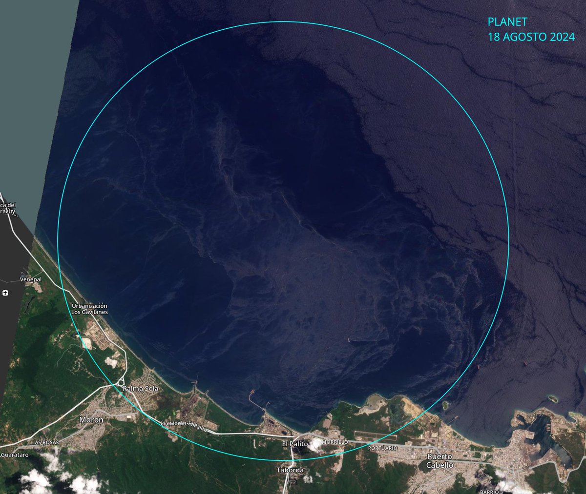 diodon histrix tweet media