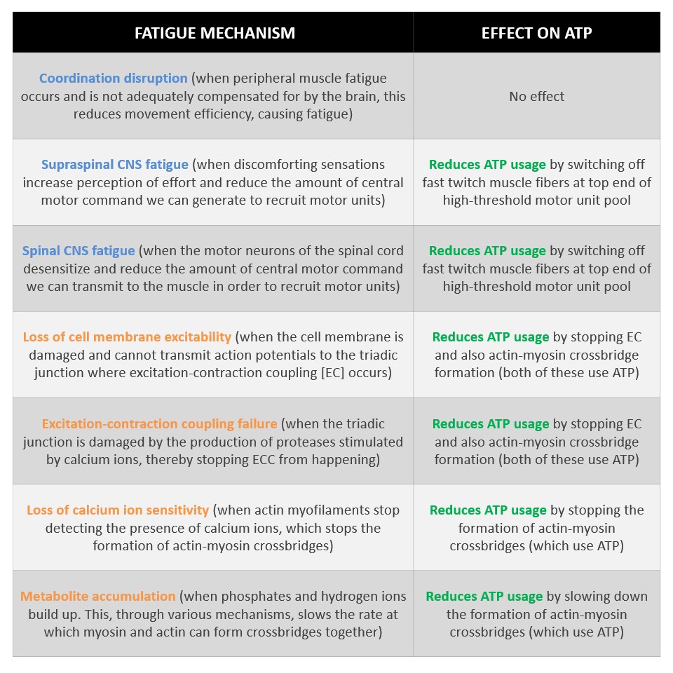 SandCResearch's tweet photo. Here is a list showing how the most well-known fatigue mechanisms stop us from running out of ATP during exercise. https://t.co/rCGuyTxlVL