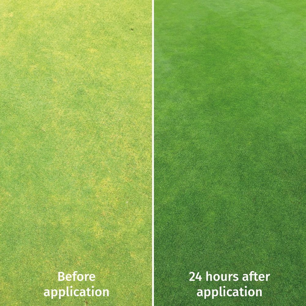 What a difference 24 hours makes to golf greens in Hertfordshire! The four products applied in a tank mix offering excellent turf response! 
✅SolarMax N
✅SolarMax Fe
✅Asset Chitosan
✅Diamond Green
Discover more on our website!
#growththroughinnovation #greenkeeping #turf