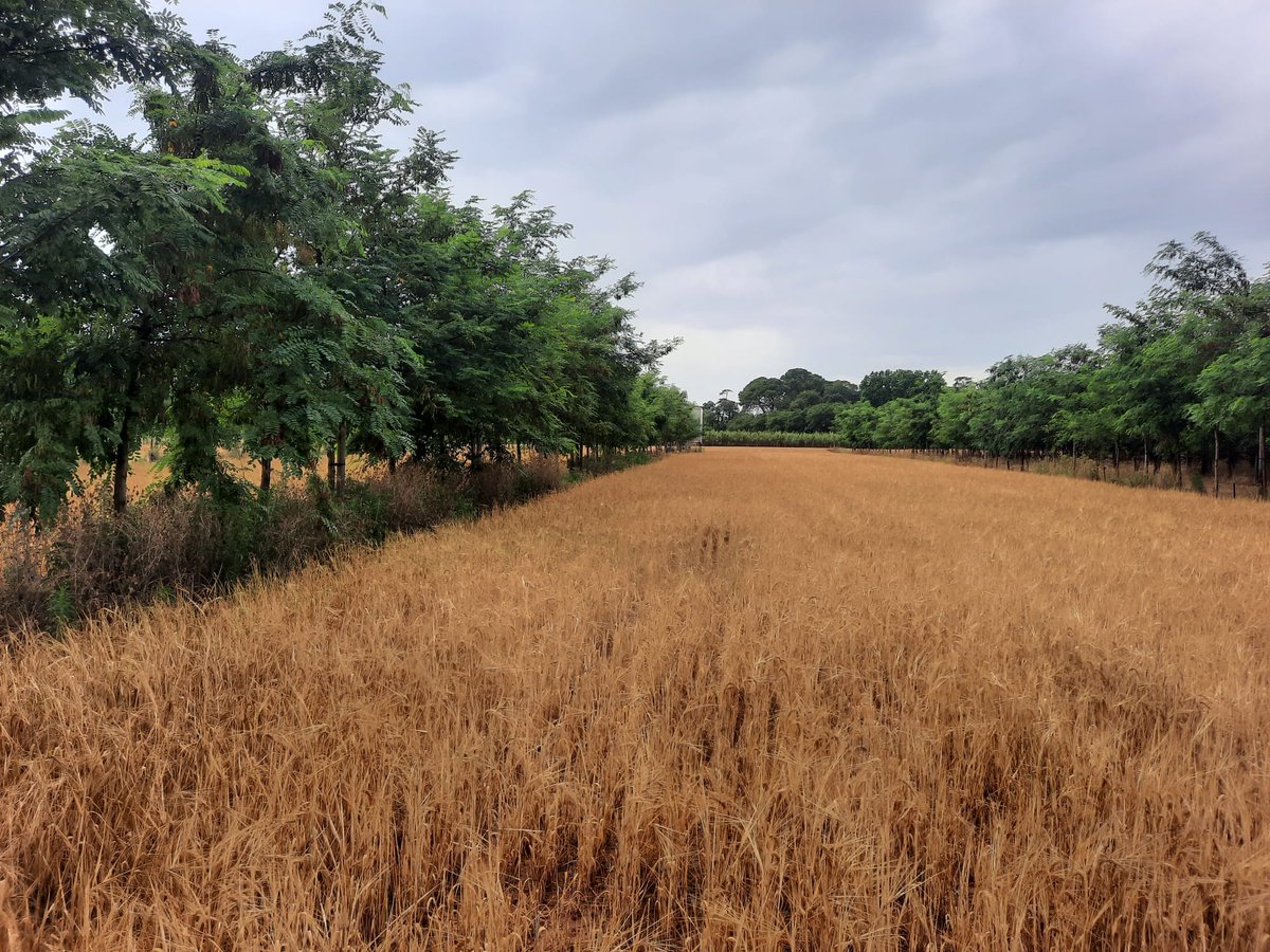 UKTreescapes (@uk_treescapes) on Twitter photo 📅 Mark your calendars! <a href="/MillieSCHood/">Amelia Hood</a> will be discussing the future of #UKAgroforestry on 18 Sep at 1 pm.
Learn about the latest research and educational priorities that could boost #SustainableFarming
uktreescapes.org/events/co-prod… 📅 Mark your calendars! <a href="/MillieSCHood/">Amelia Hood</a> will be discussing the future of #UKAgroforestry on 18 Sep at 1 pm.
Learn about the latest research and educational priorities that could boost #SustainableFarming
uktreescapes.org/events/co-prod…