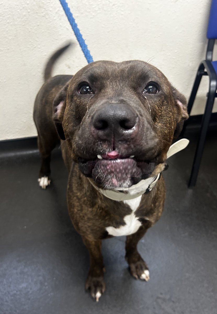 Animal Adoptions UK 🐕‍🦺🐈🐎❤️ tweet media