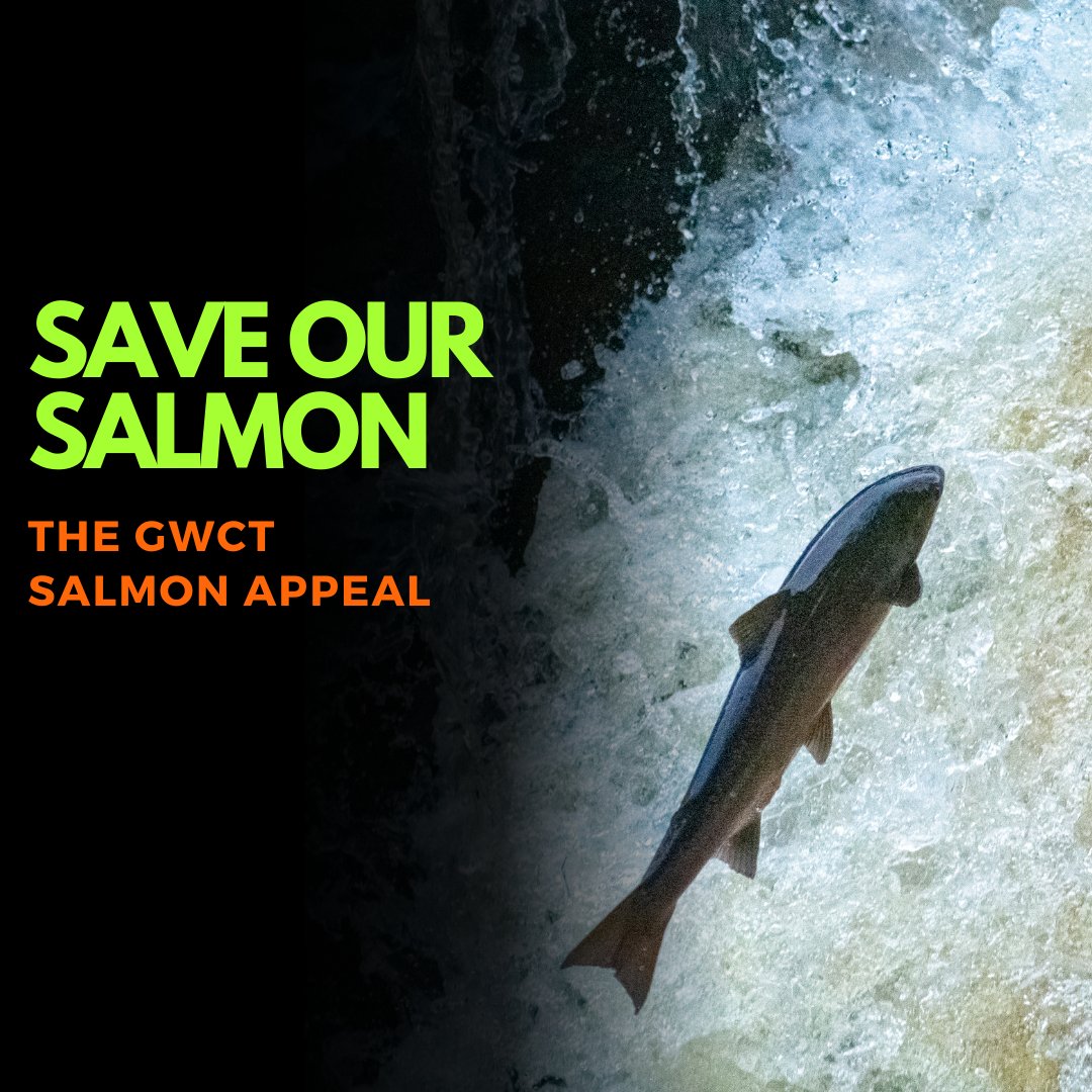 🐟 Thread: The Crisis Facing Wild Atlantic Salmon 🧵

1/6 Wild Atlantic salmon in the UK have declined by 80% in the last 40 years. If we don’t act now, these magnificent creatures could disappear from our rivers forever. #SaveOurSalmon #GWCTAppeal