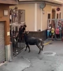 salvadorbonet's tweet photo. Davant dels fets ocurrits als "bous al carrer exigim la suspensió immediata de totes les festes taurines a les festes de Vilamarxant, al no estar garantida de forma alguna la seguretat en aquests festes., ja que hi ha implicat un menor d'edat.
https://t.co/qqxyzohTNZ https://t.co/xbj8MCk7PL