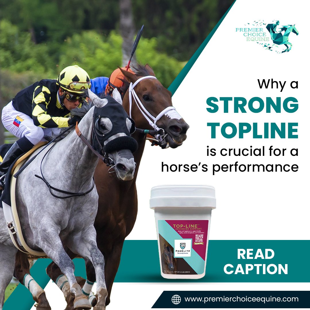 Premier Choice Equine tweet media