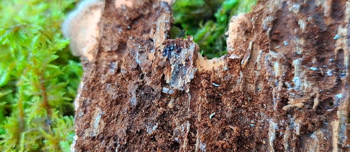 🚨🌲 Innovative forest health monitoring in Finland! The Resdinet team is using advanced remote sensing to combat Ips typographus infestations, protecting forests from climate-driven threats. Learn more in Maaseudun Tulevaisuus: maaseuduntulevaisuus.fi/metsa/22843e68… #ForestHealth #Innovation