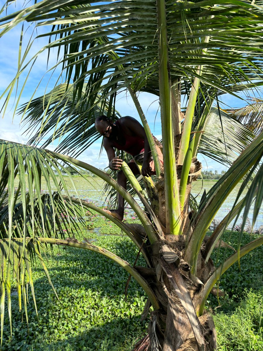 Kuttanadan tweet media