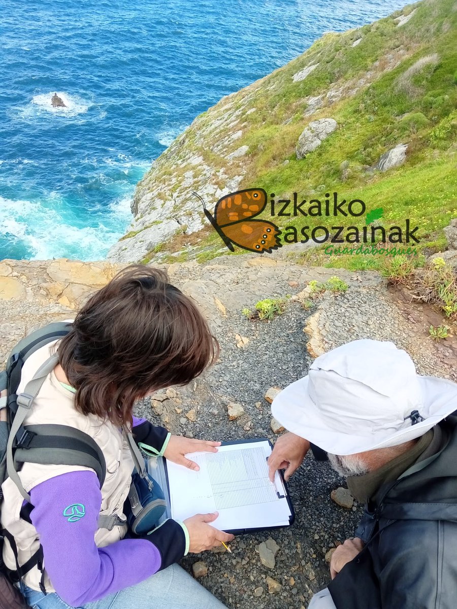 Biz_Basozainak's tweet photo. @Gob_eus-ek @aranzadi-ri agindutako #europar batasunaren intereseko #habitat-en #kontserbazio egoera eta bilakaera lana egiten lagundu dugu. Kasu honetan #Gaztelugatxeko #Doniene-ko kostaldeko #txilardegi, #labar, etab... ikuskapena egin dute.
#Botanika #Ekosistemak https://t.co/4Reu5XXigc