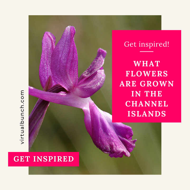 TheVirtualBunch's tweet image. Are you aware that the Channel Islands are home to an array of stunning wildflowers? 

🌸 In this post, we explore the diverse and captivating world of Channel Islands’ flowers! Join us!
virtualbunch.com/what-flowers-a…

#VirtualBunch #ChannelIslands #IslandLiving