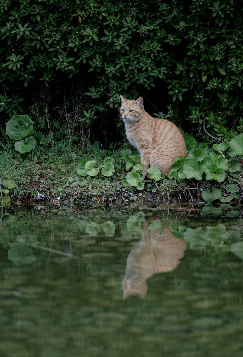 Reflection