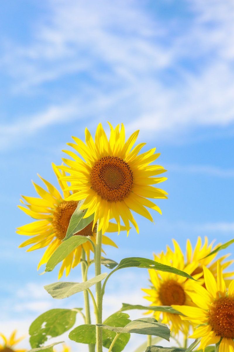 ghned4_cos's tweet image. 「約束だよ？」