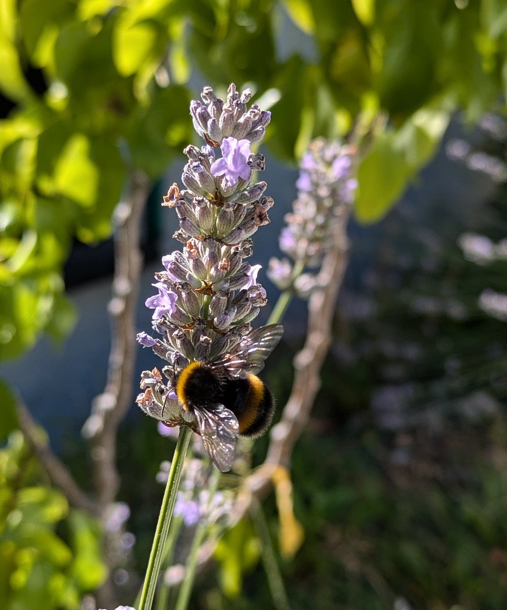 Grow Cardiff Tyfu Caerdydd (@growcardiff) on Twitter photo Delighted with our <a href="/GreenFlagWales/">Parciau yng Nghymru</a> 2024/25 winning <a href="/GrowWellCardiff/">Grow Well Cardiff</a> gardens this year!
Thanks to all our hard working staff, volunteers & partners who make this possible.
Everyone supporting nature, the wider environment and each other by bringing people & plants together ๐ Delighted with our <a href="/GreenFlagWales/">Parciau yng Nghymru</a> 2024/25 winning <a href="/GrowWellCardiff/">Grow Well Cardiff</a> gardens this year!
Thanks to all our hard working staff, volunteers & partners who make this possible.
Everyone supporting nature, the wider environment and each other by bringing people & plants together ๐
