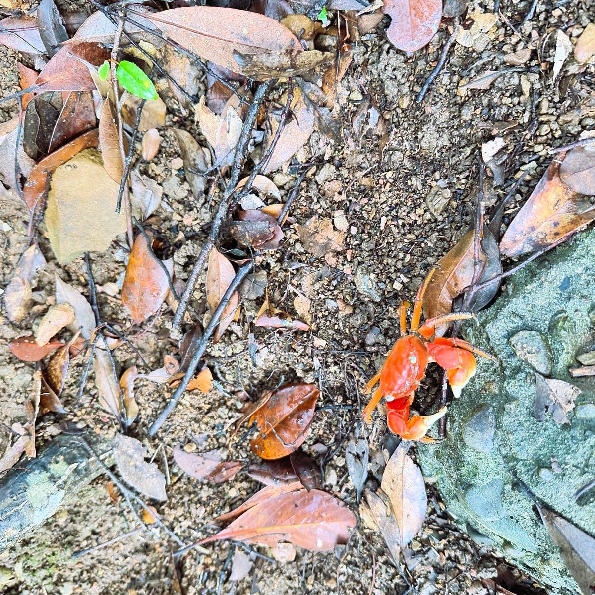 errie's tweet image. お天気がもってる間、午前中に大岐の浜へ。雨上がりなので、いつもにも増してカニカニカニ。磯の岩場を冷やかして、河口でちょっと水慣れして、サーファーに紛れて海にもまれるなど。きちんと泳げるようになるのが今年の目標だな！
#kaiyu #海癒 #yostrip