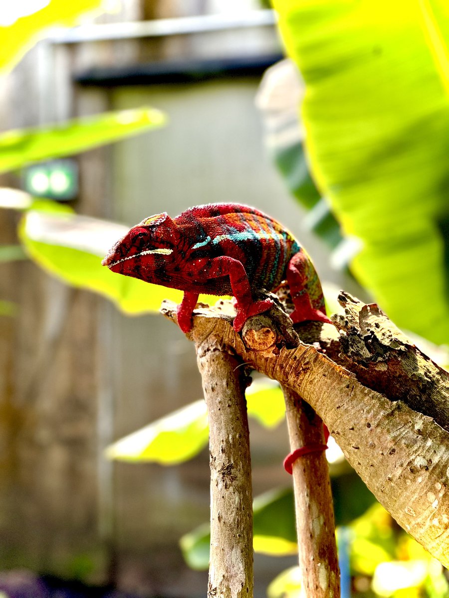 Turned 30 years old in Switzerland last week, what a place 🇨🇭