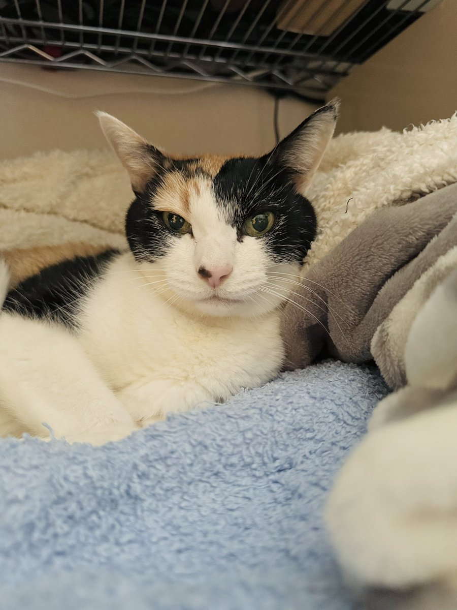 三毛猫ちまき tweet media